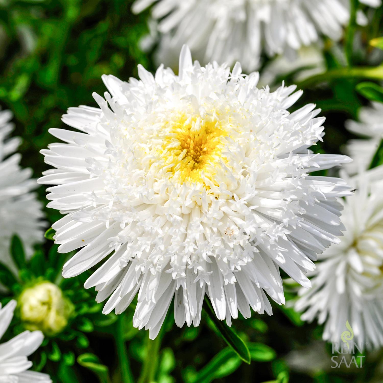 Sommeraster weiß (Callistephus chinensis) Samen