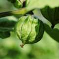 Vorschaubild 1 von Tomatillo Grün