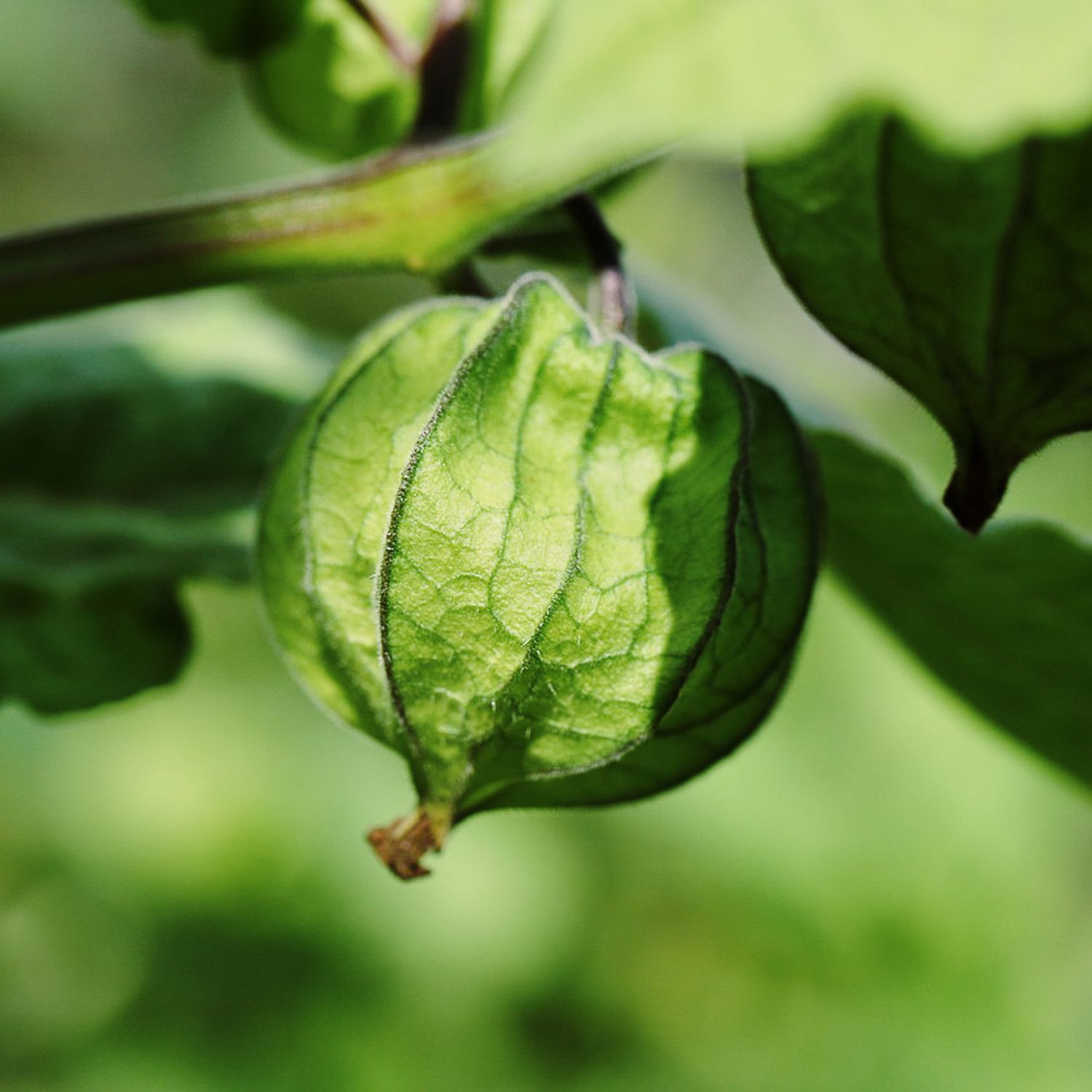 Tomatillo Grün (Physalis ixocarpa) Samen