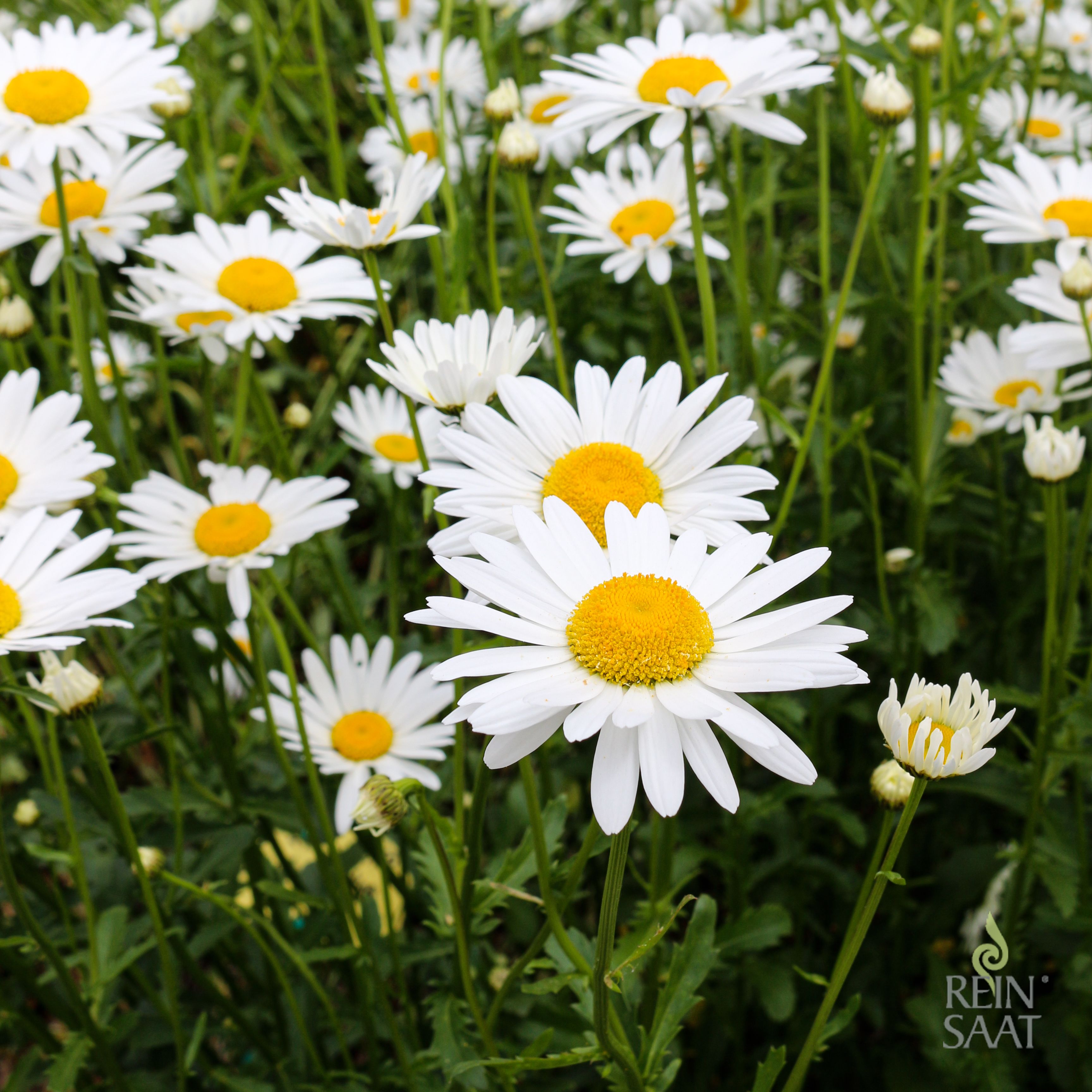 Margerite Frhling  Margeriten - Altes & historisches Saatgut