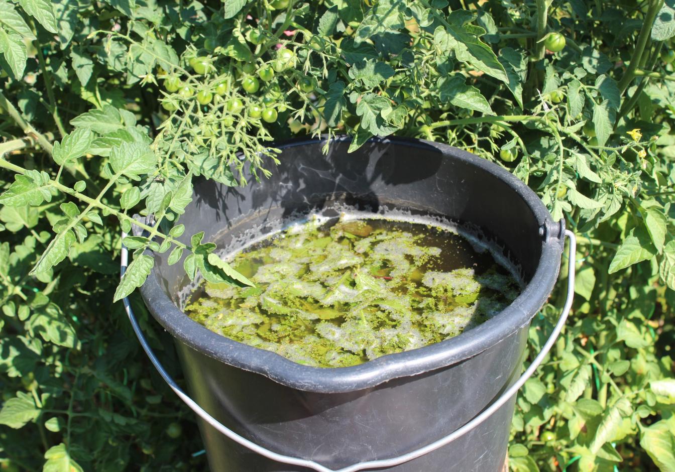 Brennnesseljauche als natürlicher Tomatendünger