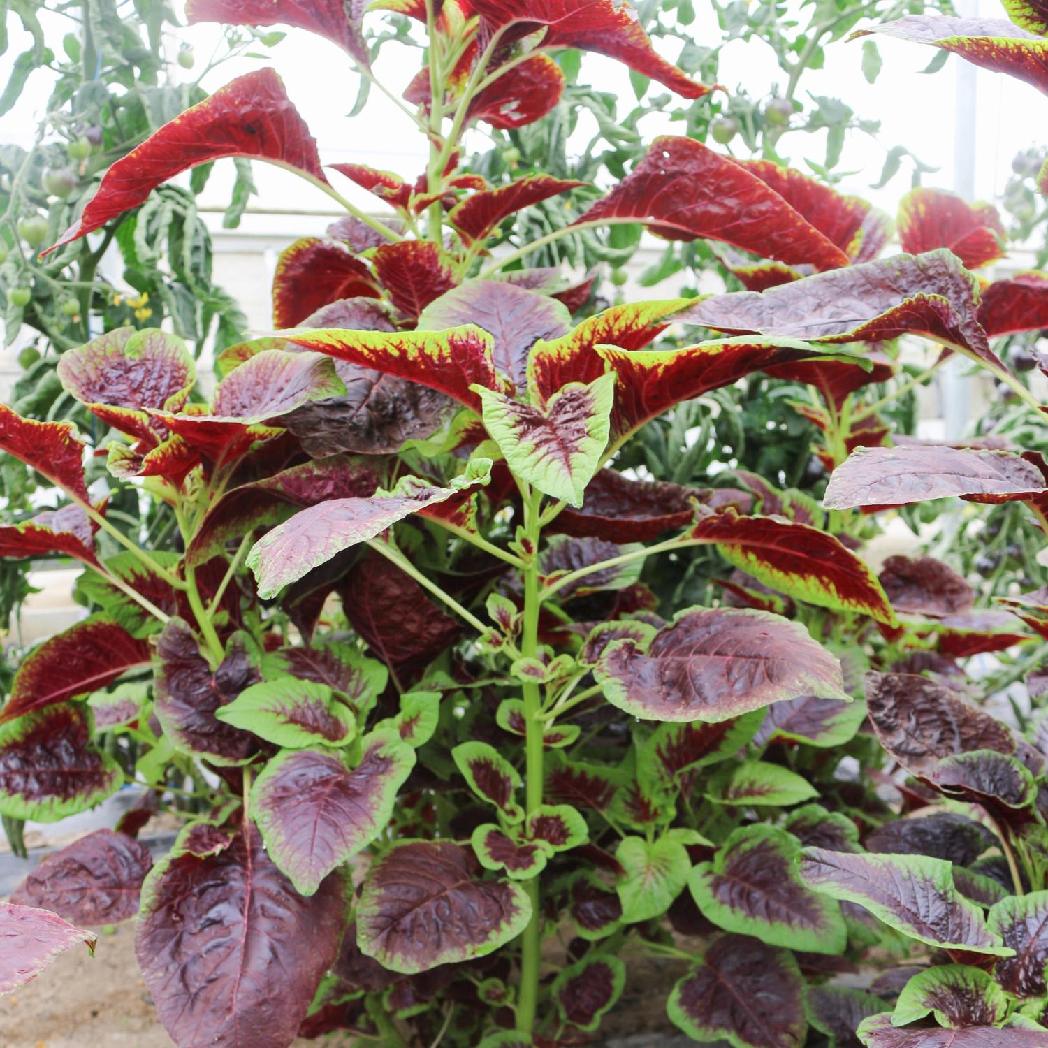 Gemüse-Amarant (Amaranthus tricolor) Samen