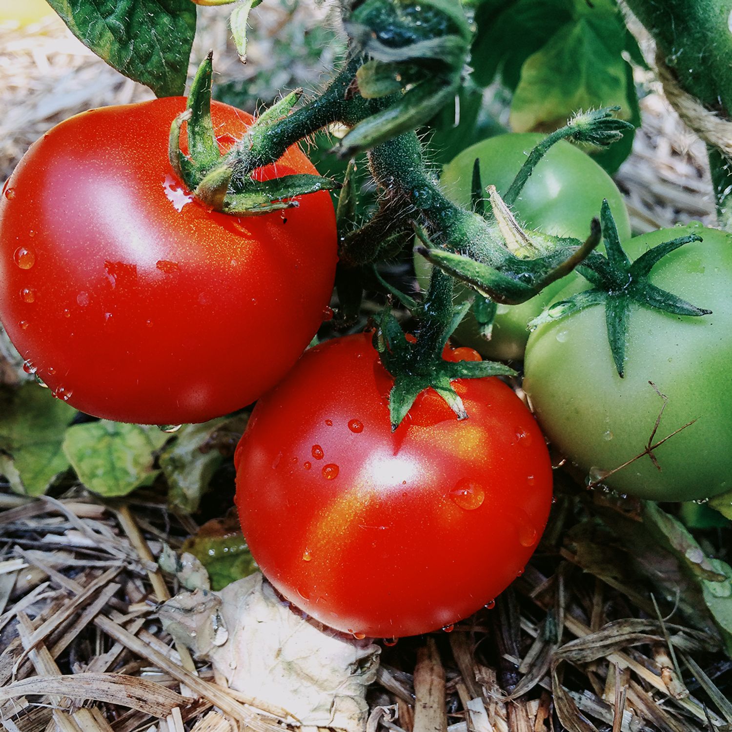 Bogus Fruchta (Solanum lycopersicum) Samen