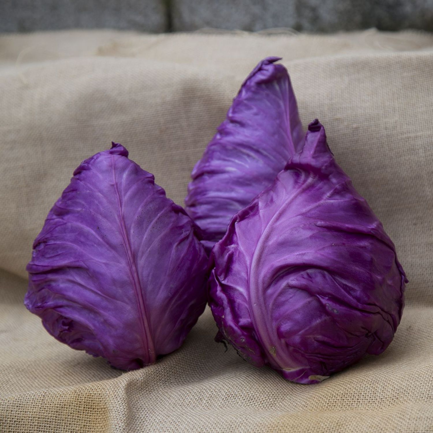 Kalibos (Brassica oleracea convar. capitata) Samen