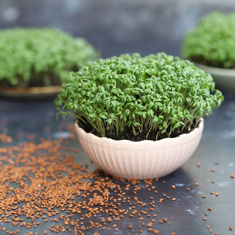 9-Sorten Bio-Sprossen-Samen Set – Für Microgreens & Keimsprossen, Vegan, Einfach Anzubauen