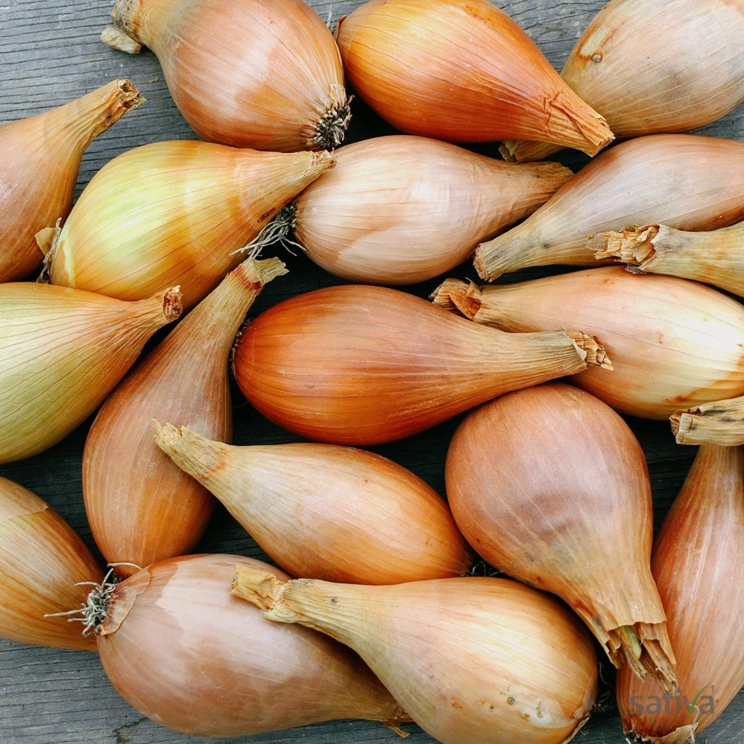 Birnenförmige (Bamberger) (Allium cepa) Samen