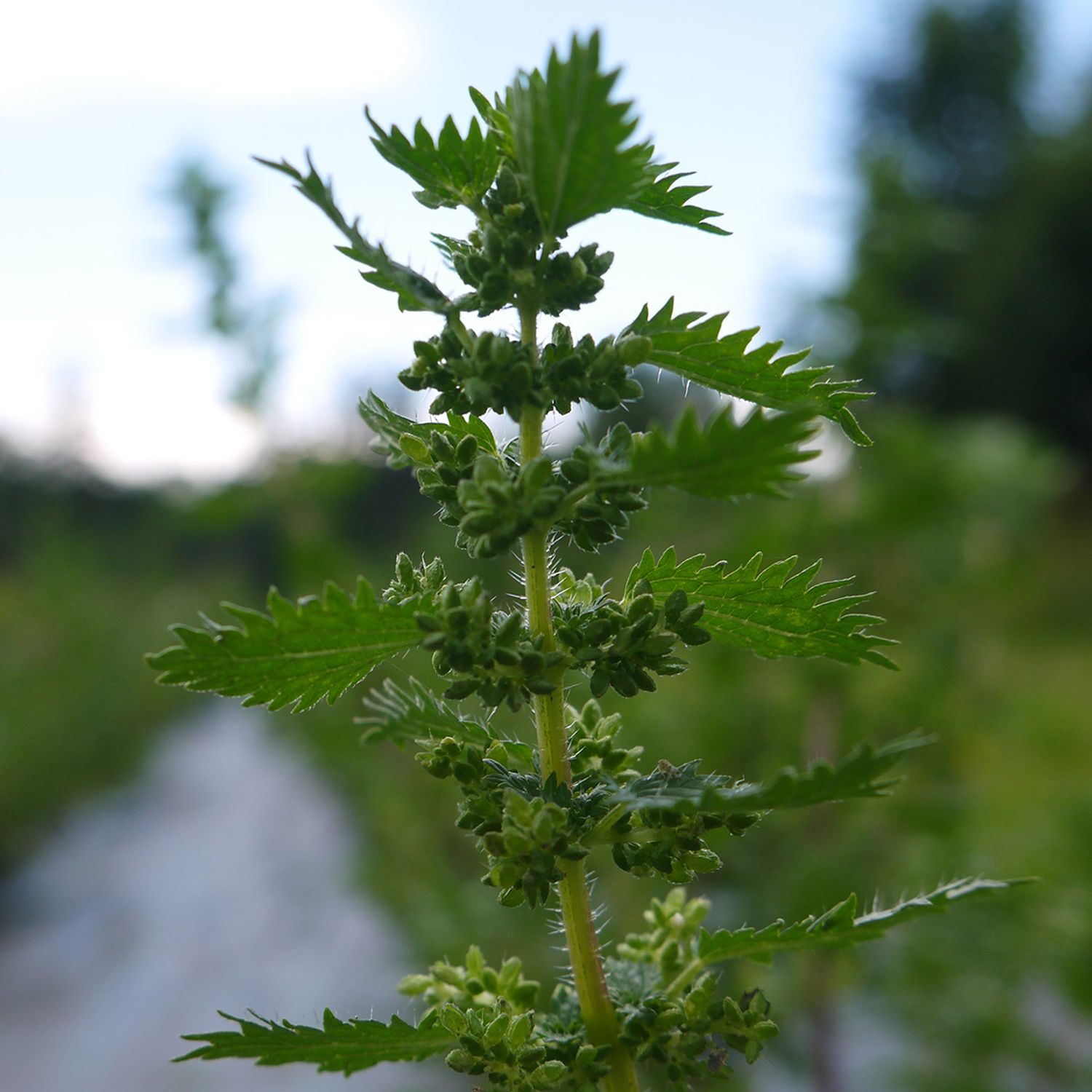 Kleine Brennnessel (Urtica urens) Samen