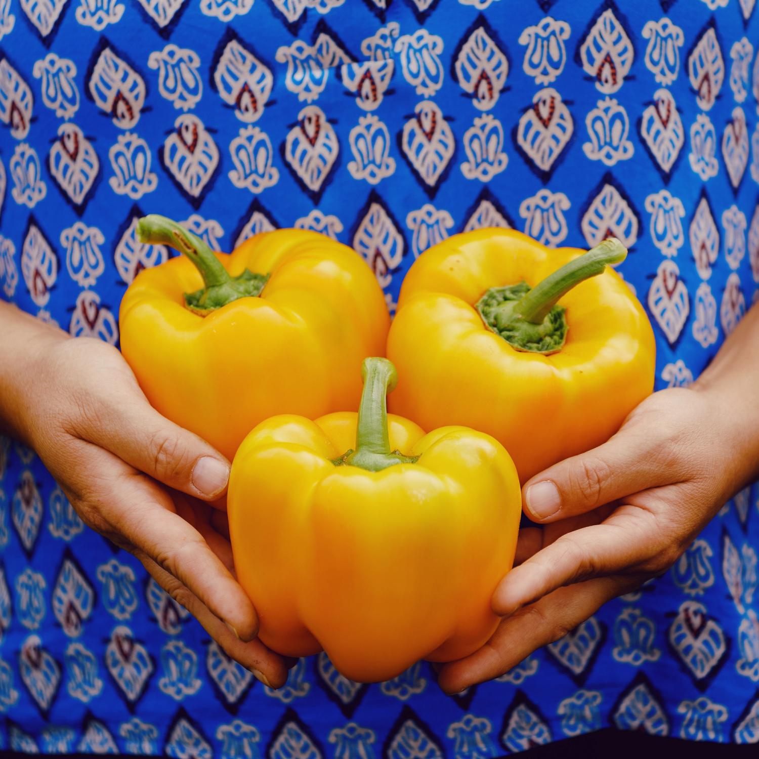 Cubo Yellow (Capsicum annuum) Samen