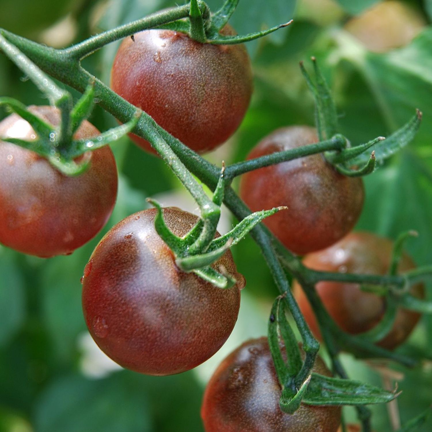 Black Cherry (Solanum lycopersicum) Samen