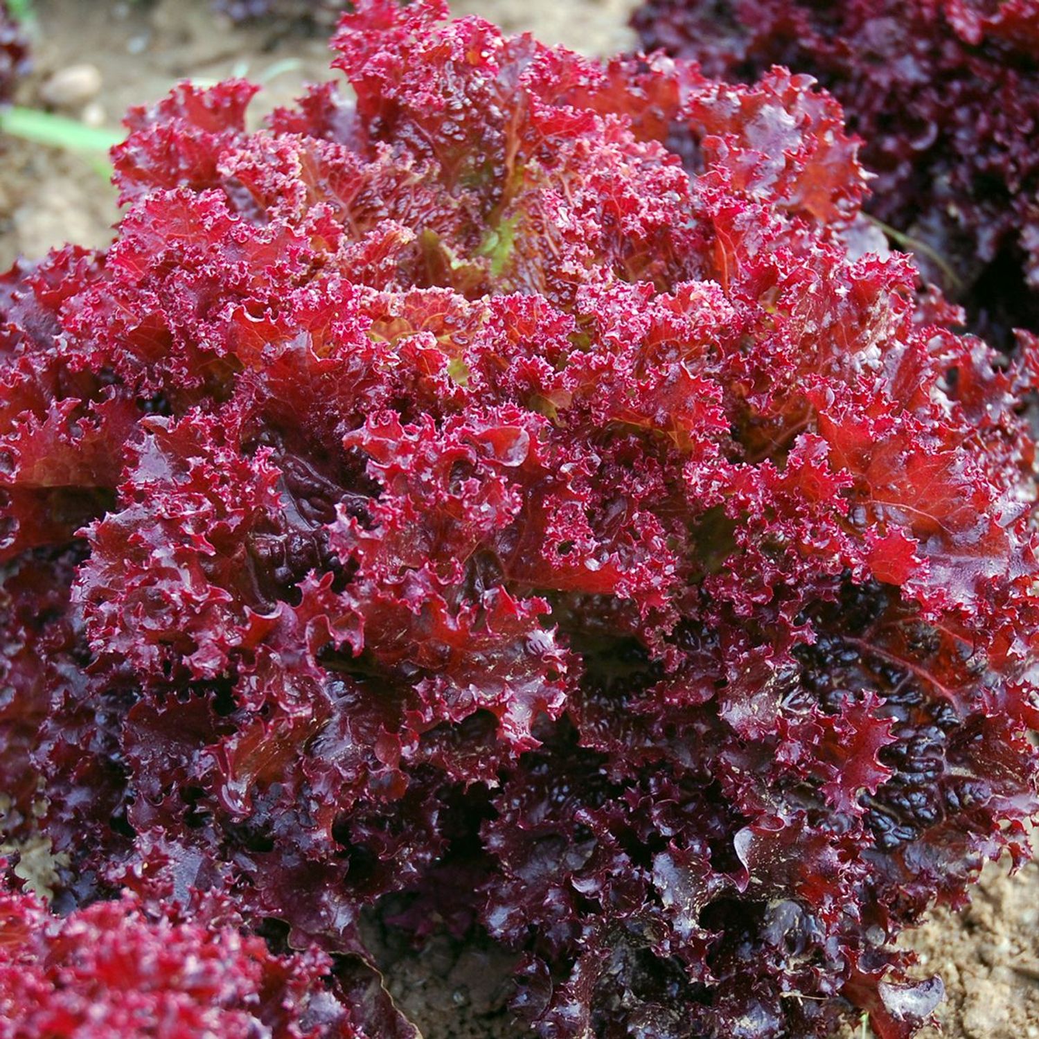 Lollo Rossa Di Vino (Lactuca sativa) Samen