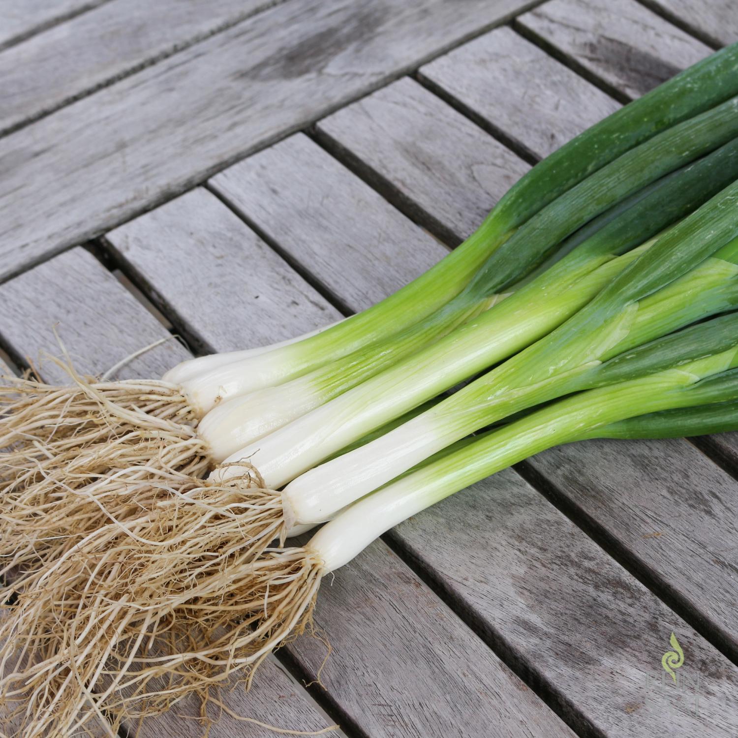 Ishikura Long White (Allium fistulosum) Samen