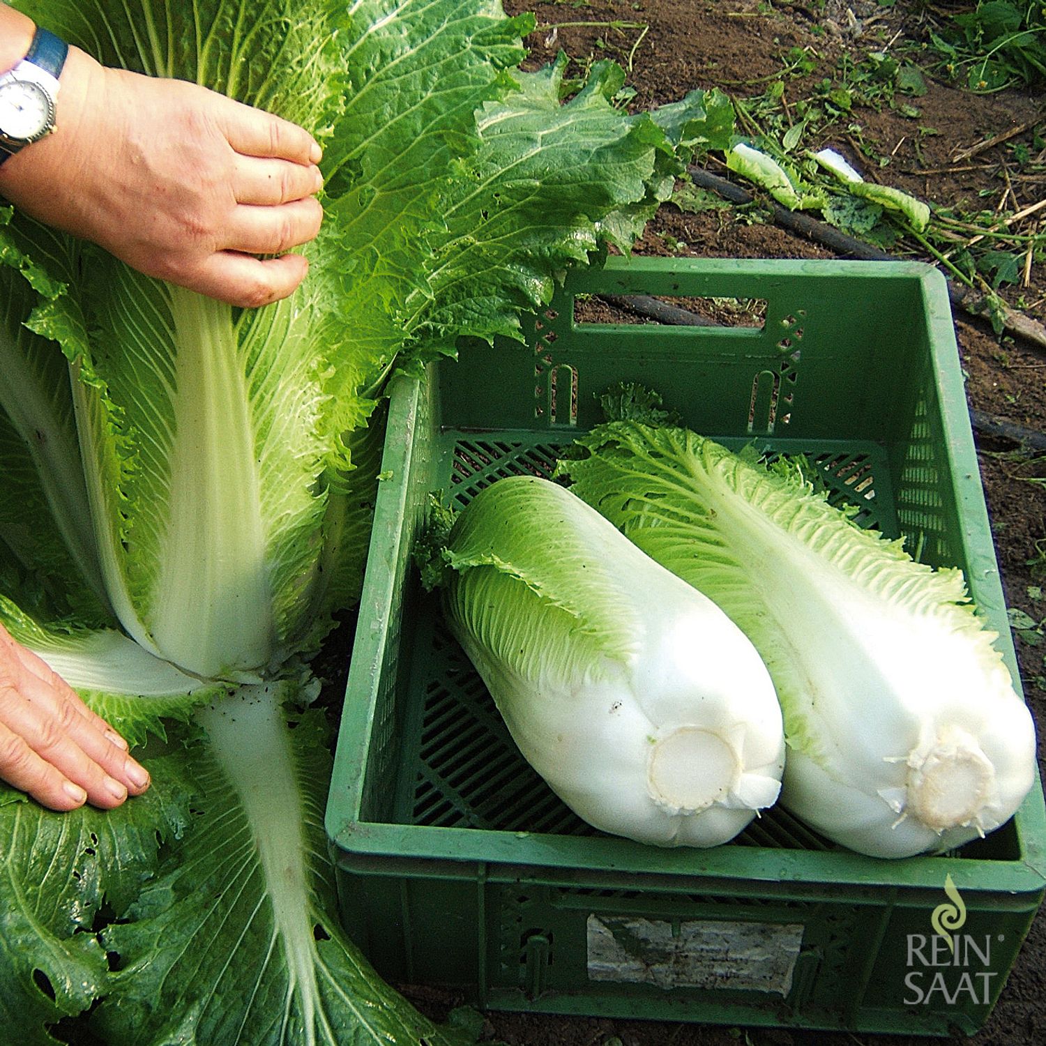 Granaat (Brassica rapa ssp. pekinensis) Samen