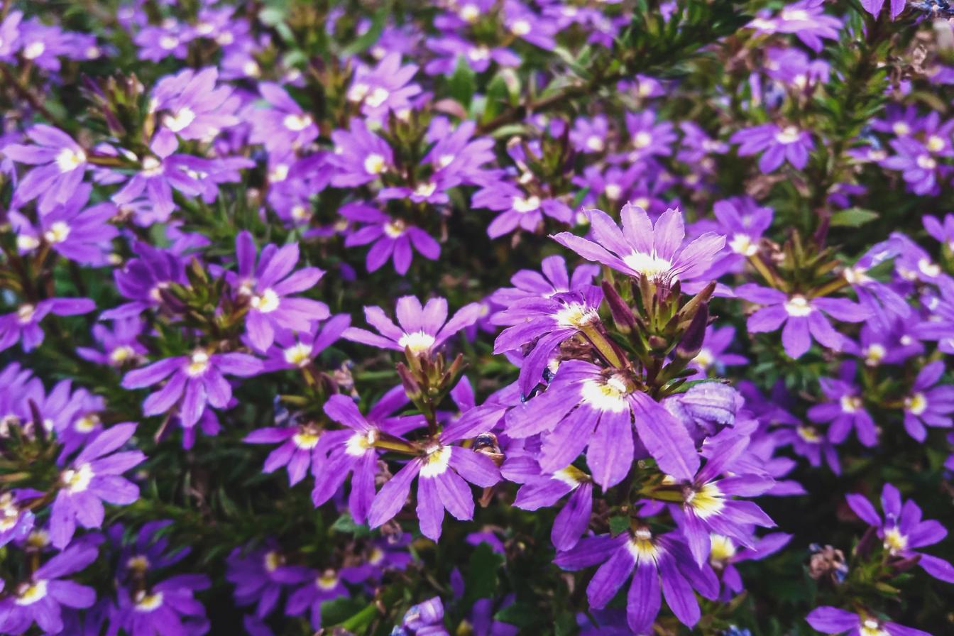 Fächerblume (Scaevola aemula) in voller Blüte