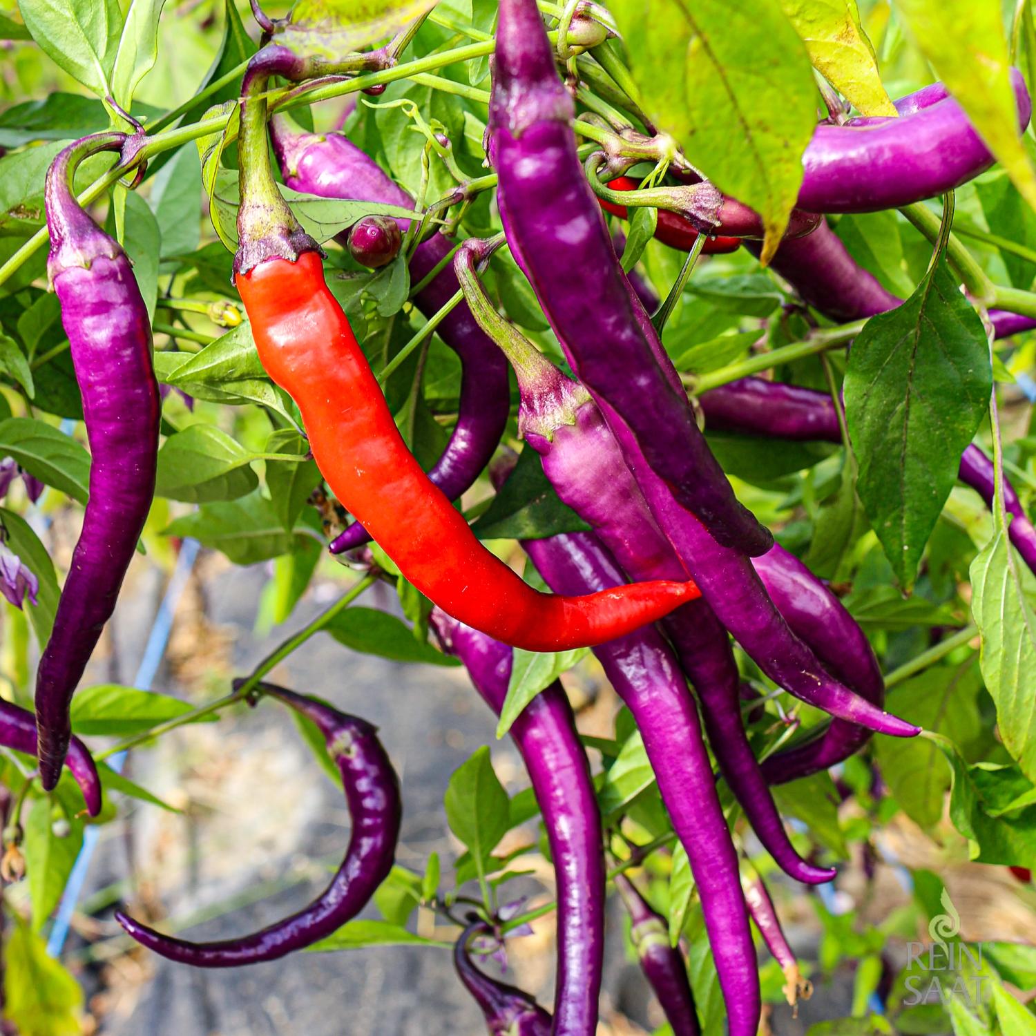 Mauritz (Capsicum annuum) Samen