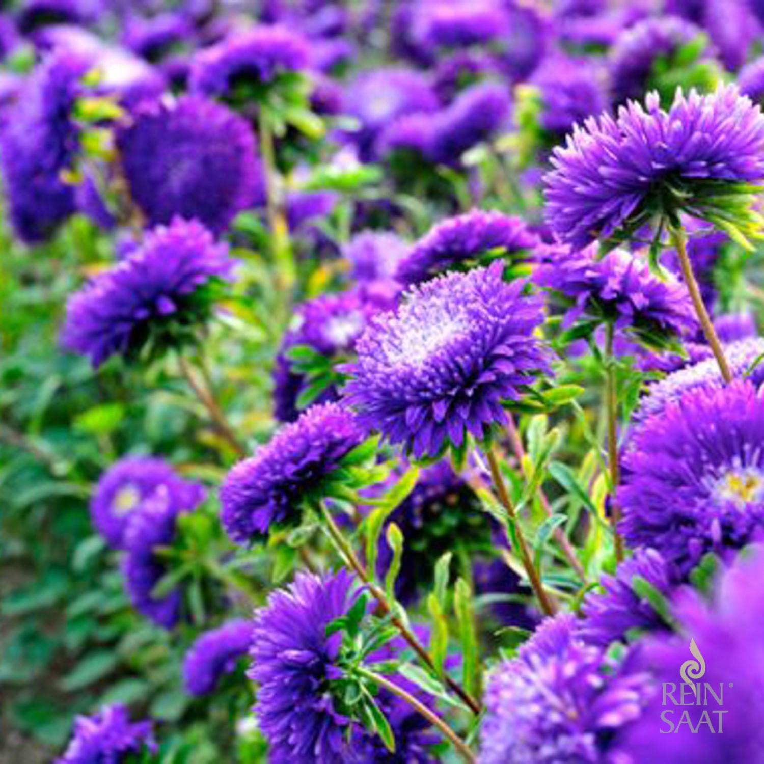 Sommeraster dunkelblau (Callistephus chinensis) Samen