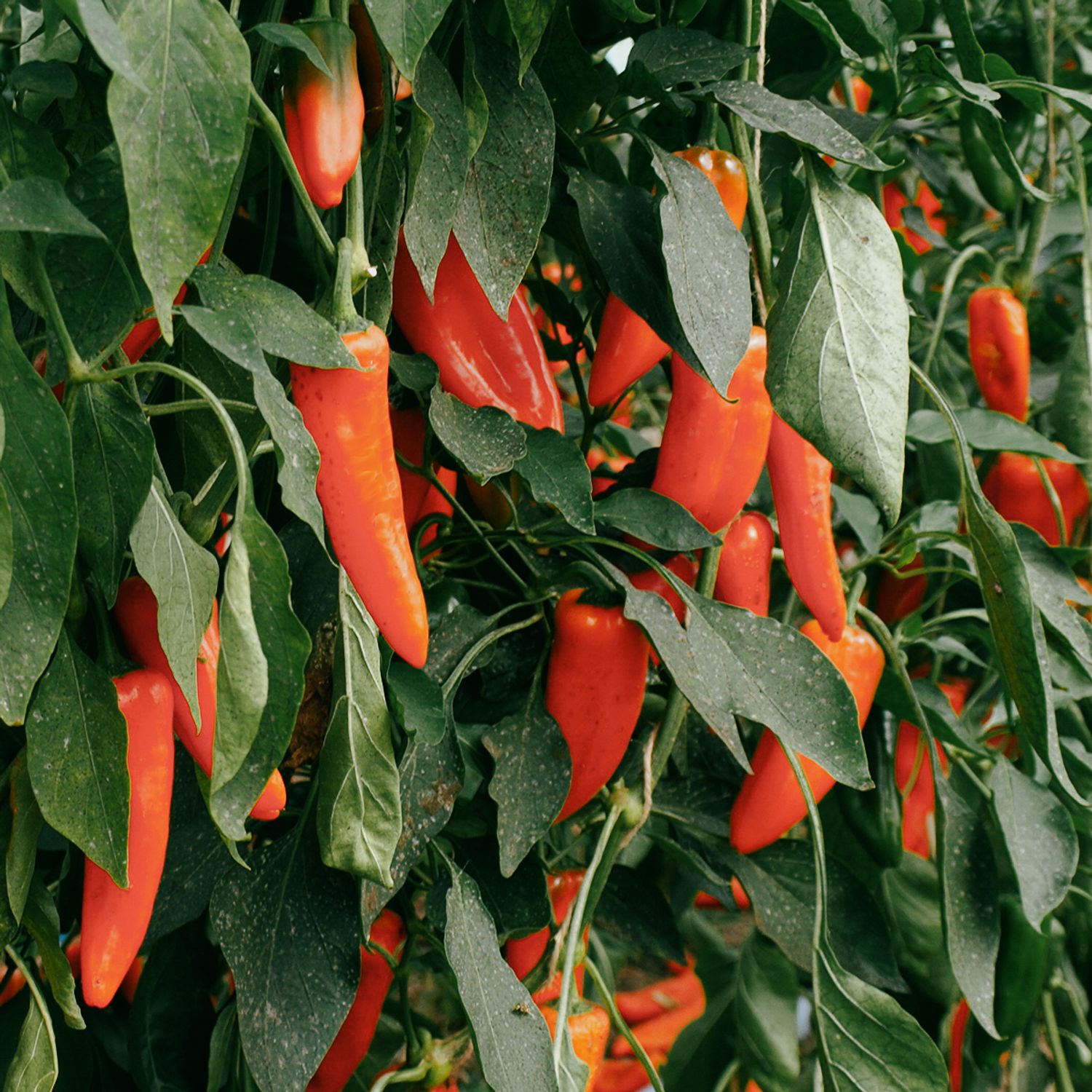 Lady Lou (Capsicum annuum) Samen