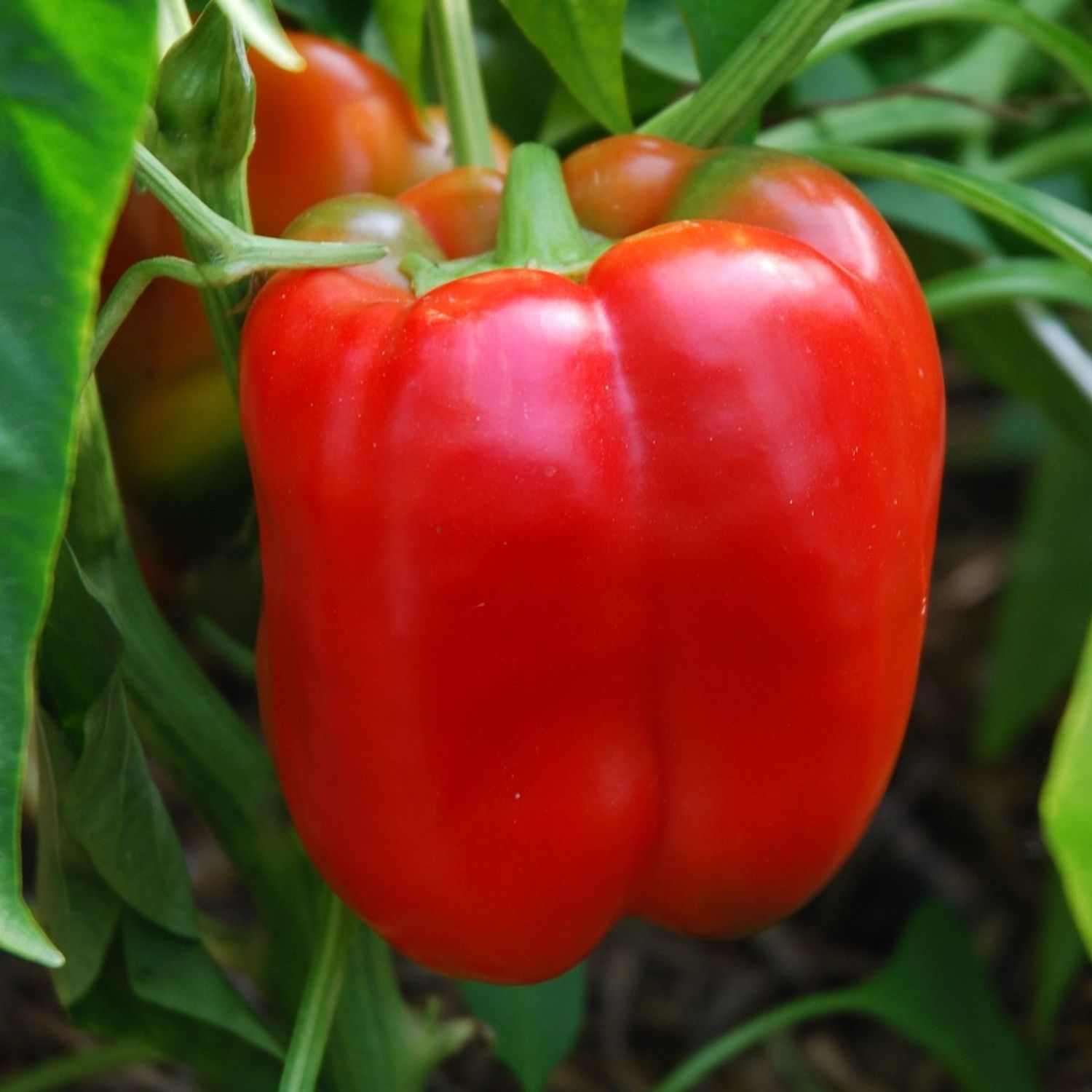 Jumbo (Capsicum annuum) Samen