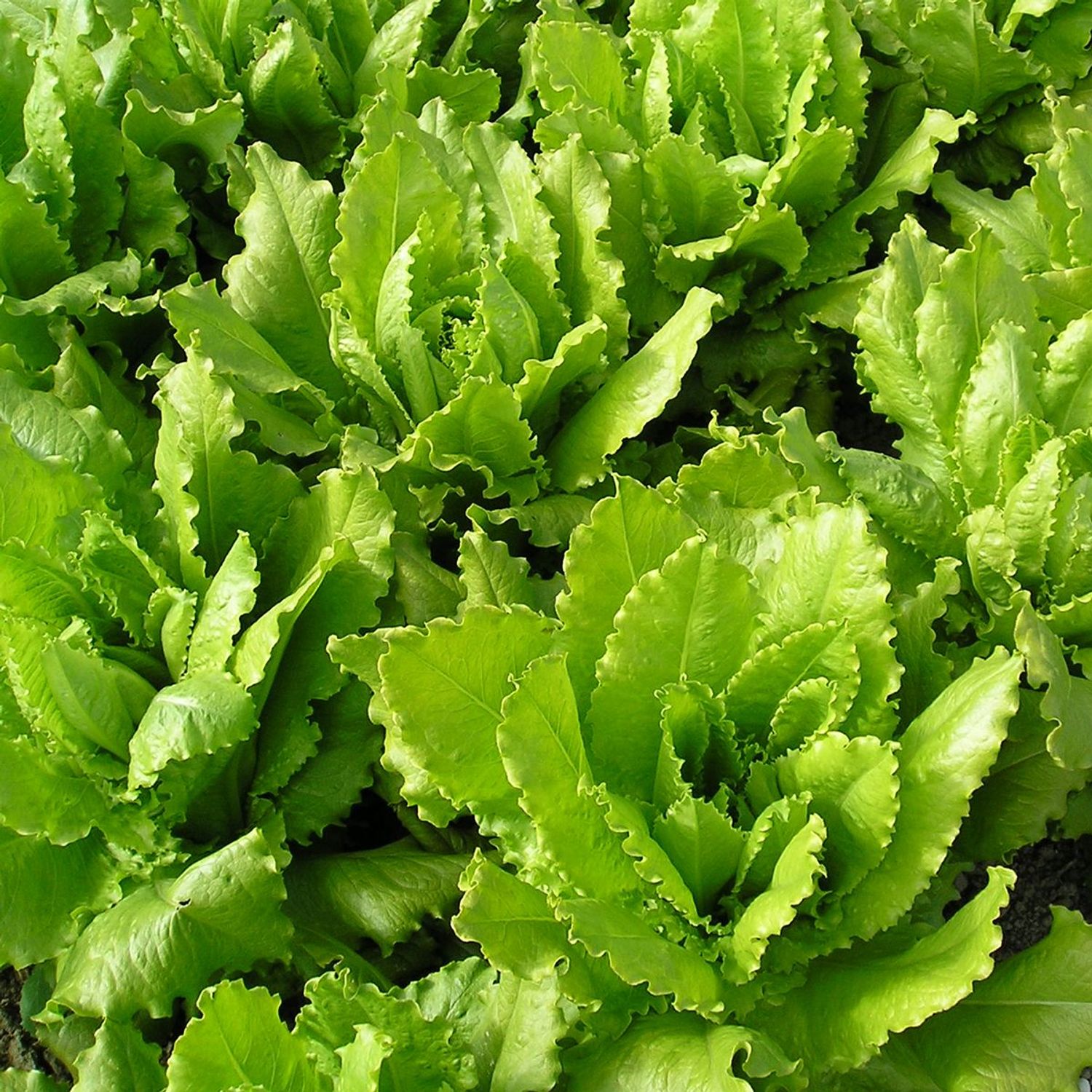 Venezianer (Lactuca sativa) Samen