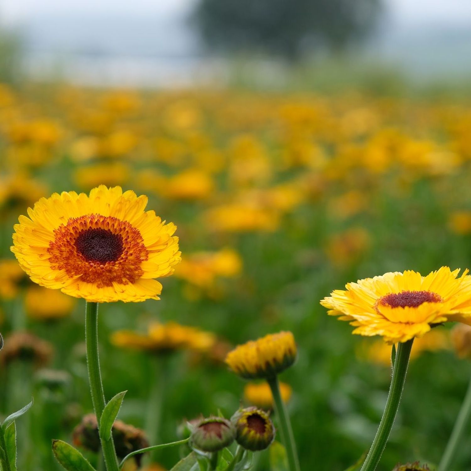 Golden Princess Black Center (Calendula officinalis) Samen