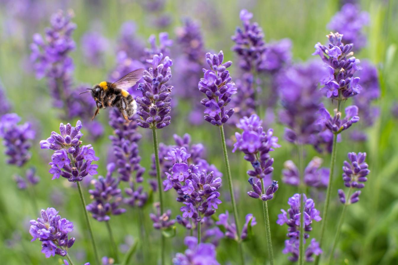 Lavendel (Lavandula angustifolia)