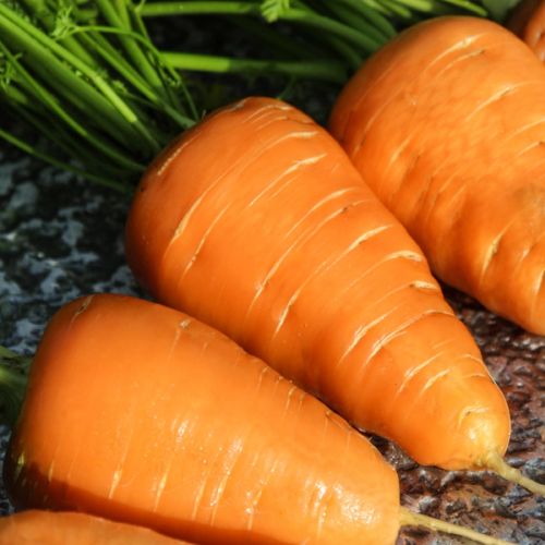 Karotten "Ochsenherz"
