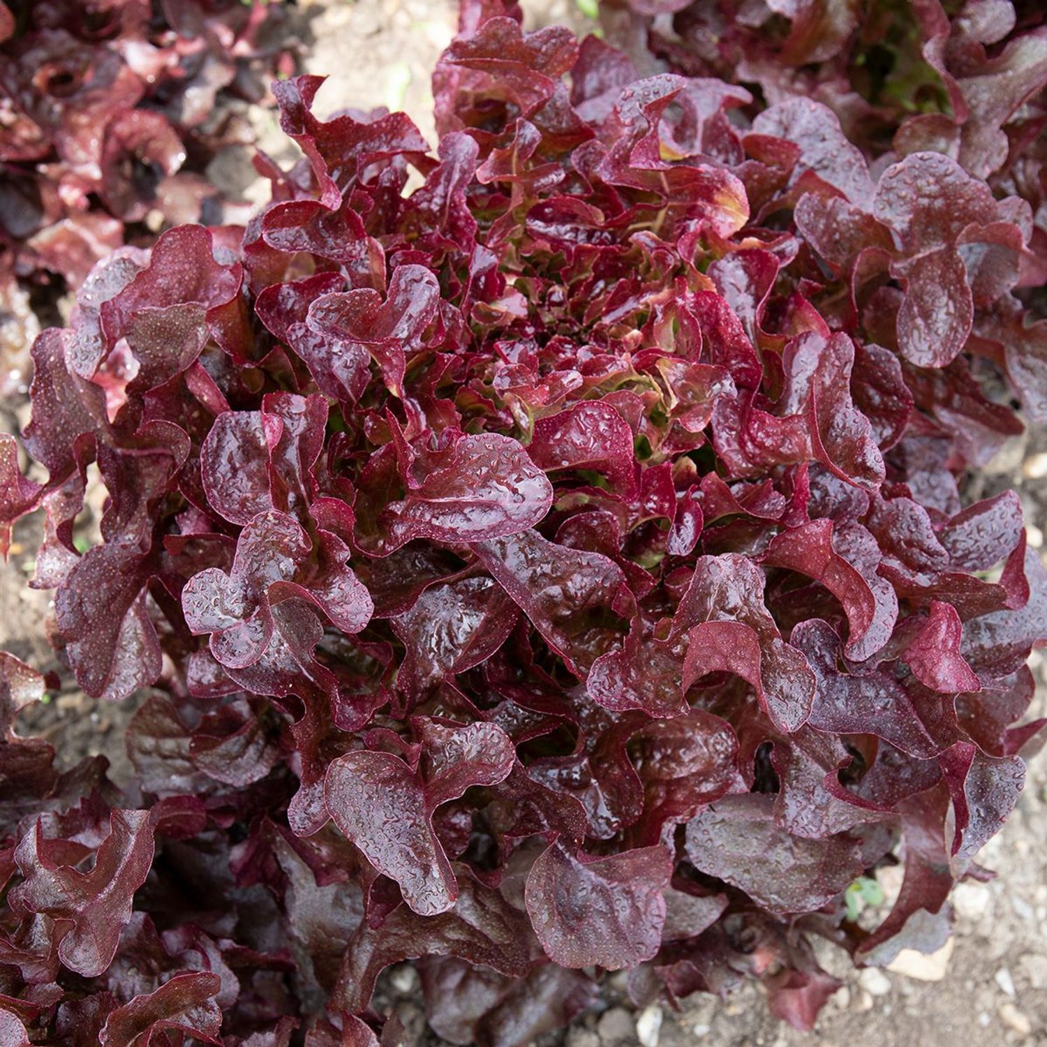 Pumukel (Lactuca sativa) Samen