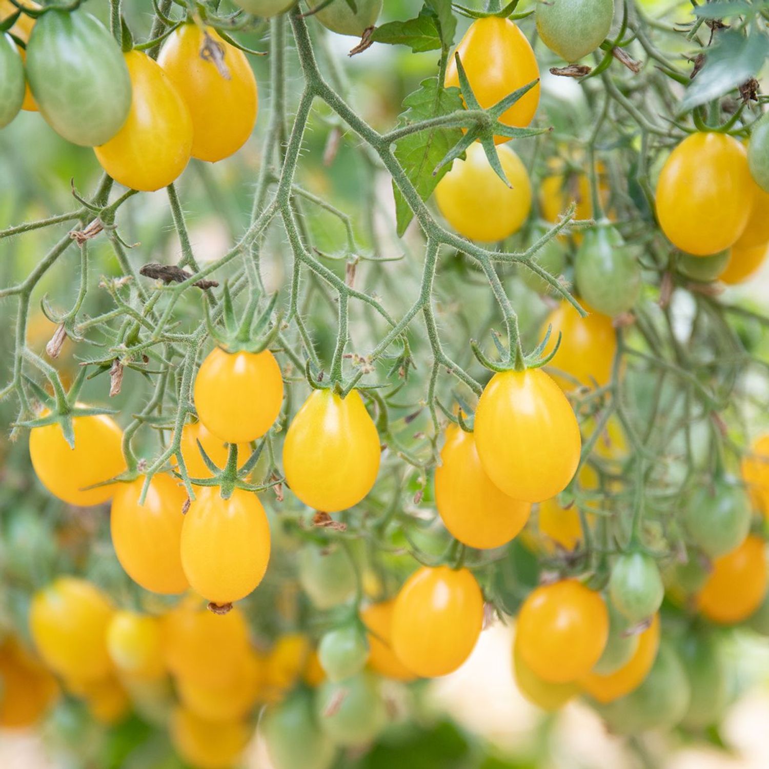 Dattelwein (Solanum lycopersicum) Samen