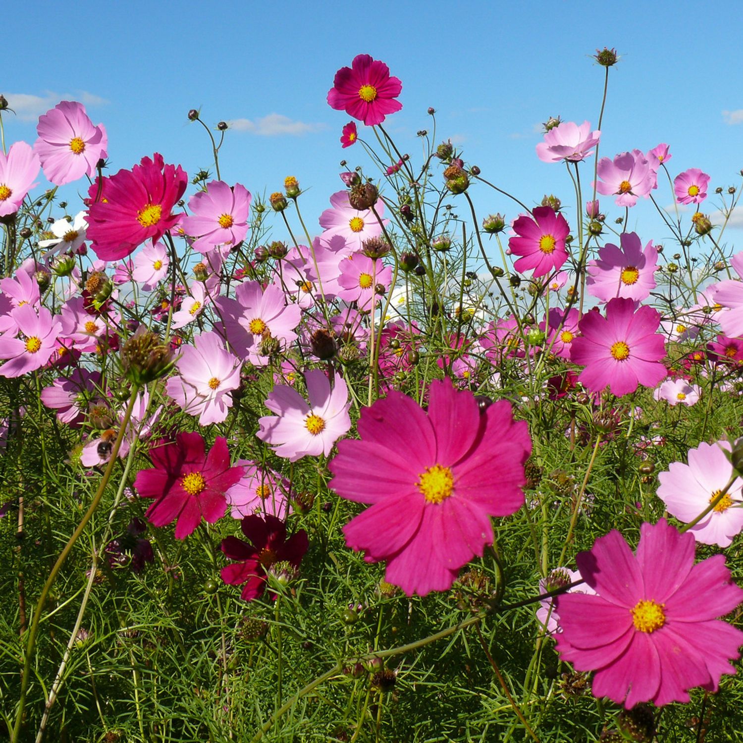 Cosmea (Cosmos bipinnatus) Samen