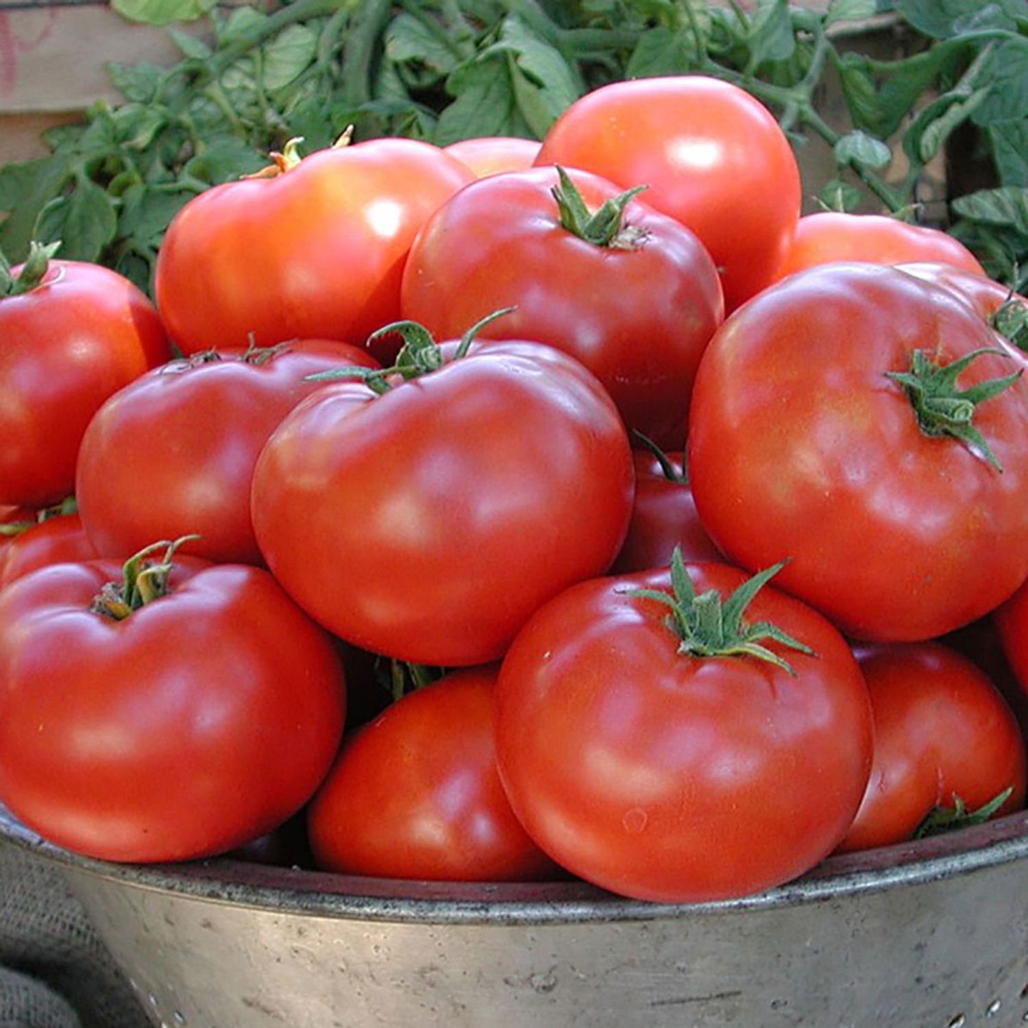 Legend (Solanum lycopersicum) Samen