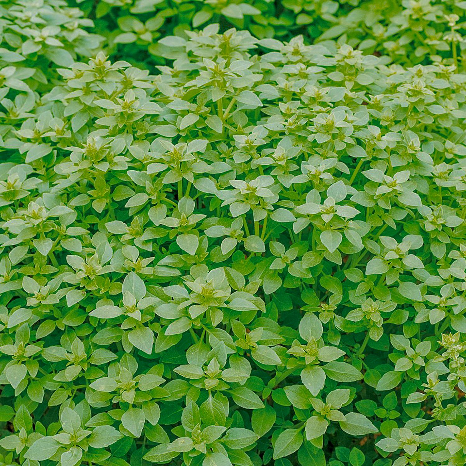 Griechischer Basilikum (Ocimum basilicum) Samen