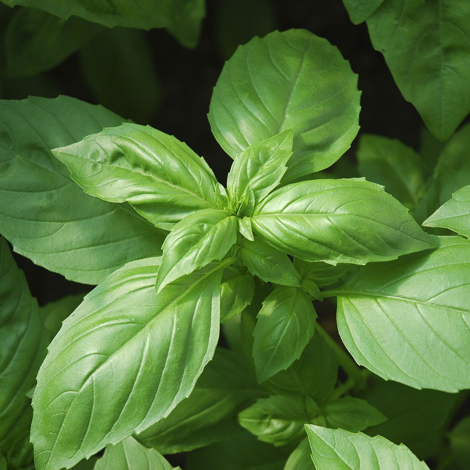 Basilikum (mittelgroßblättrig) (Ocimum basilicum) Samen