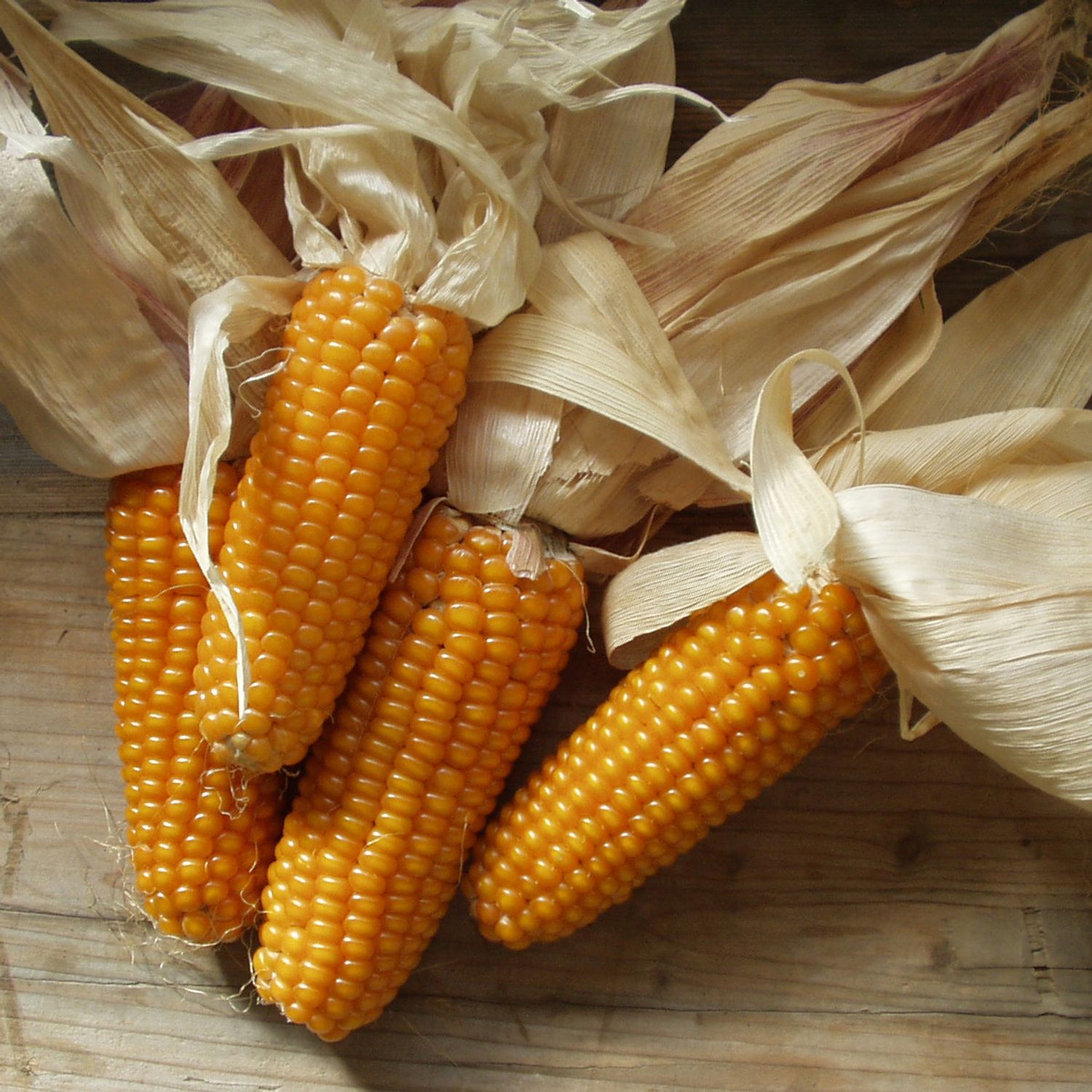 Mergoscia (Zea mays) Samen