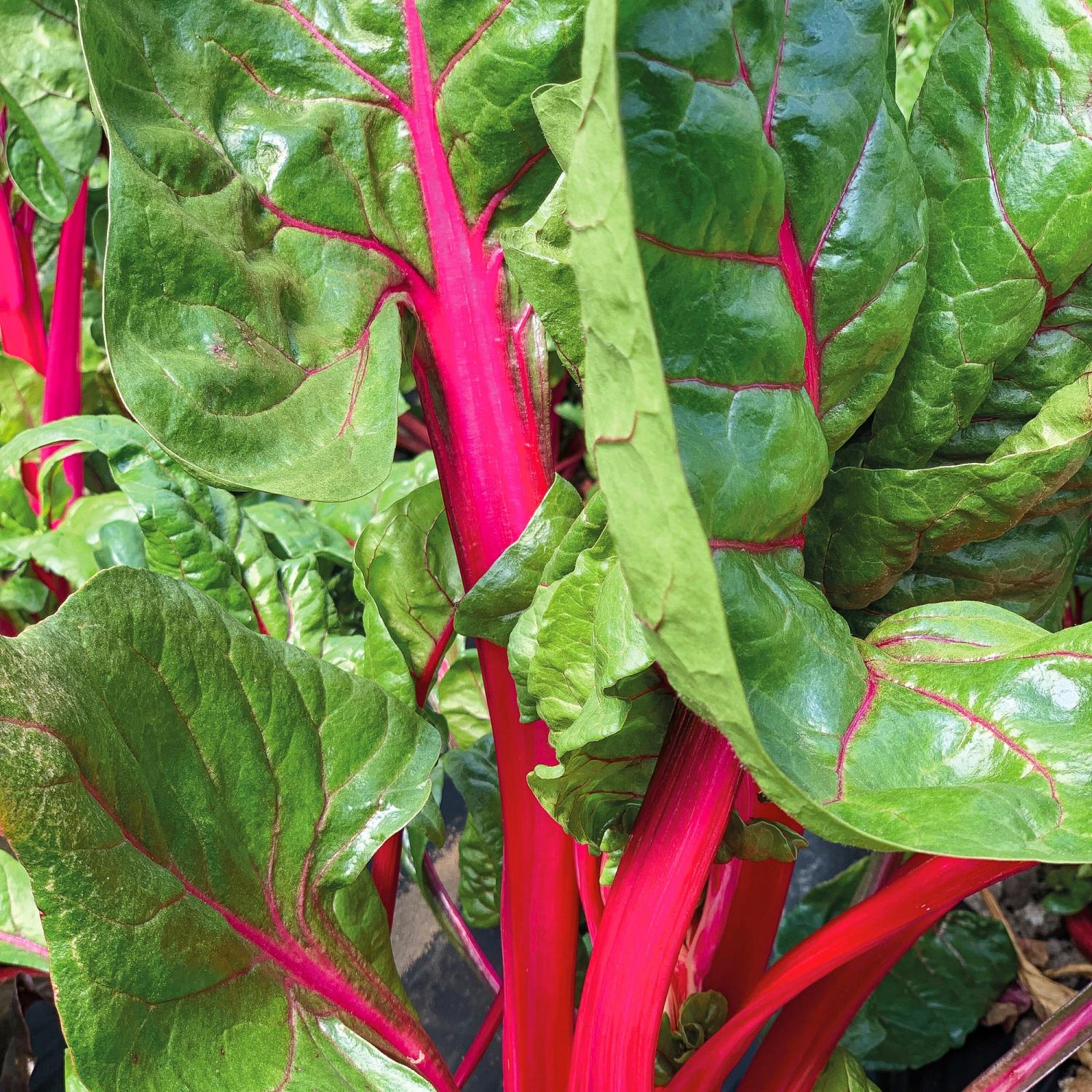 Magenta Sunset (Beta vulgaris subsp. vulgaris) Samen