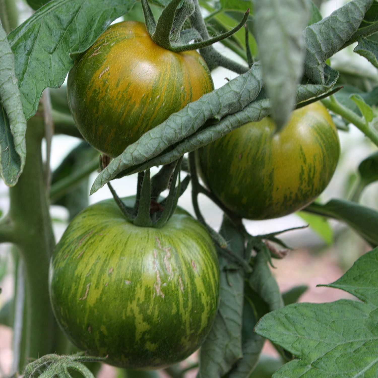 Green Zebra (Solanum lycopersicum) Samen