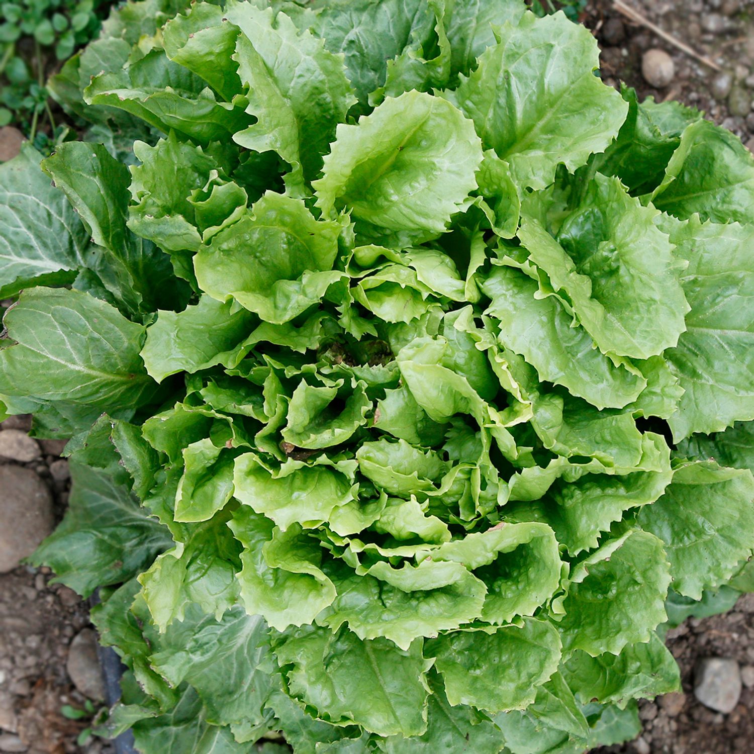 Bubikopf 2 (Cichorium endivia) Samen