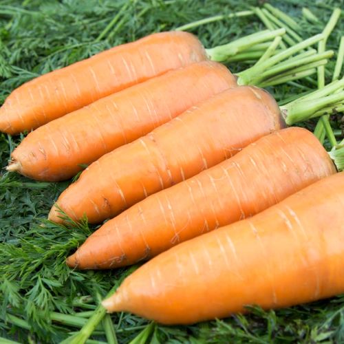 Karotten "Riesen von Colmar 2"