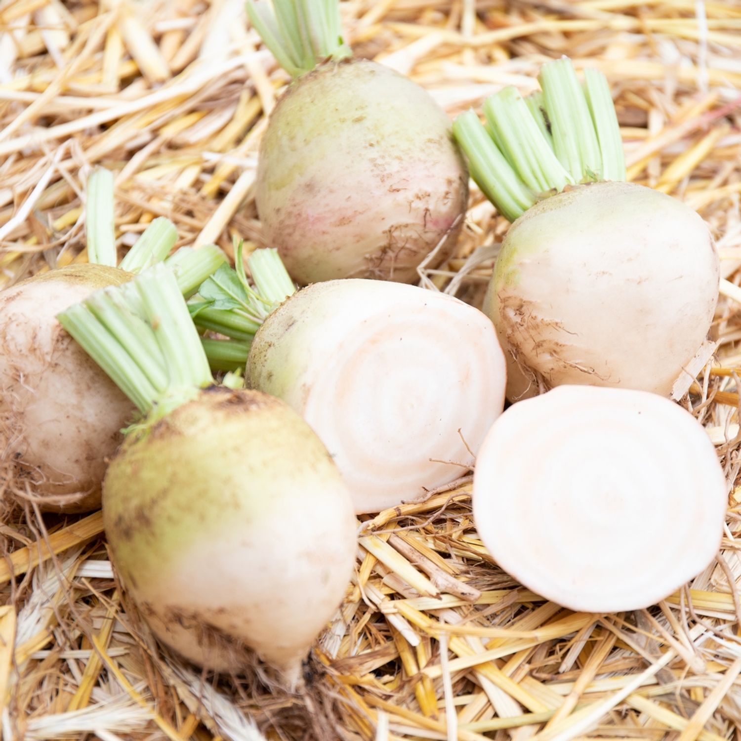 Albina Vereduna (Beta vulgaris conditiva) Samen