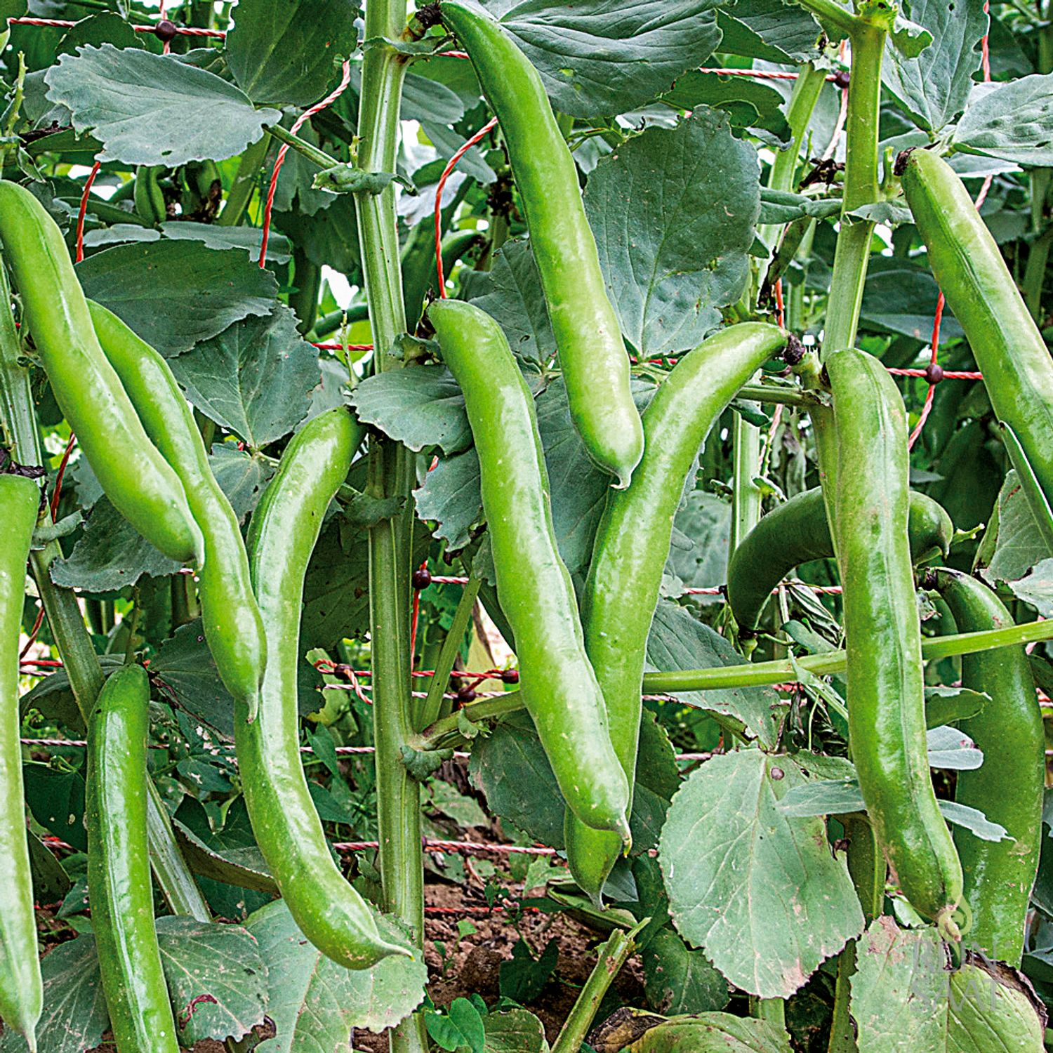 Hangdown (Vicia faba) Samen