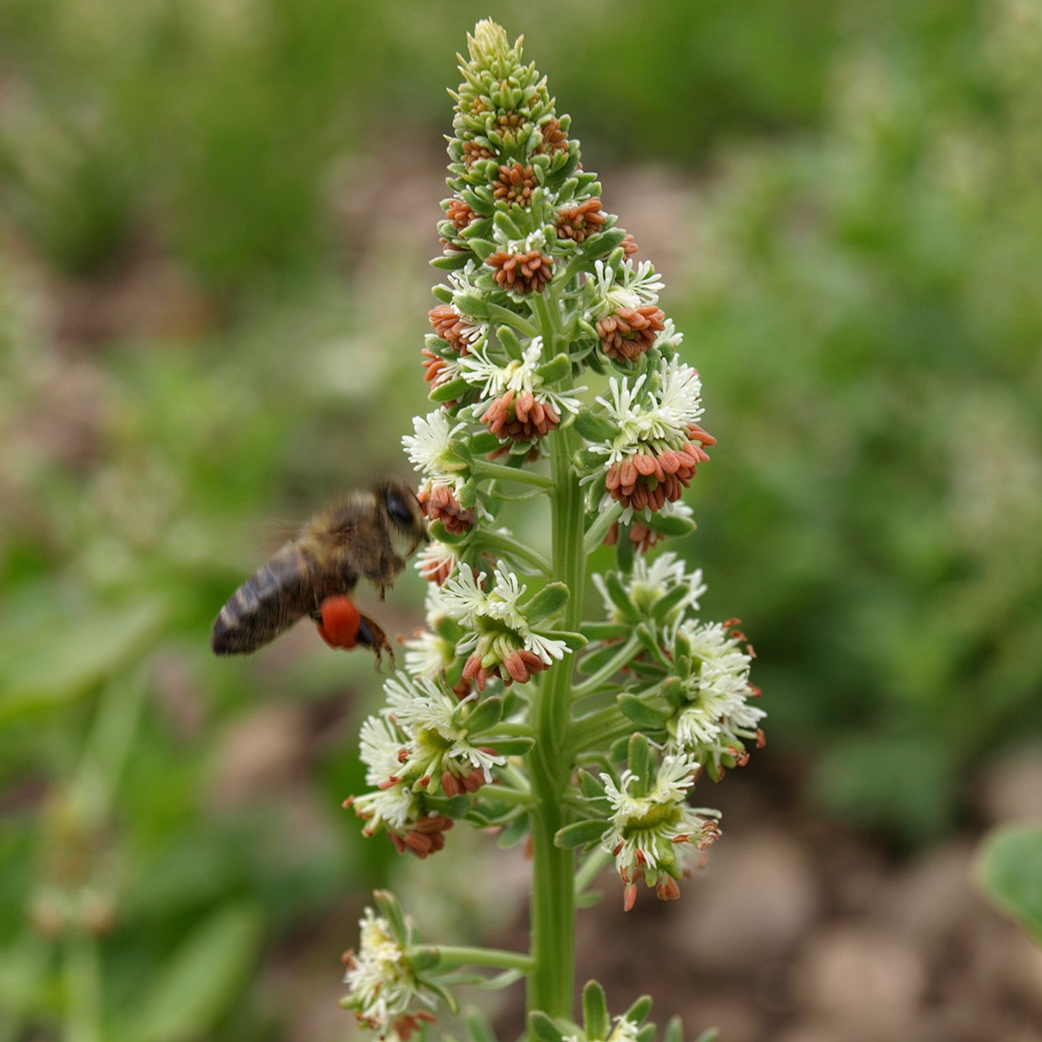 Duftende Reseda Machet (Reseda odorata) Samen