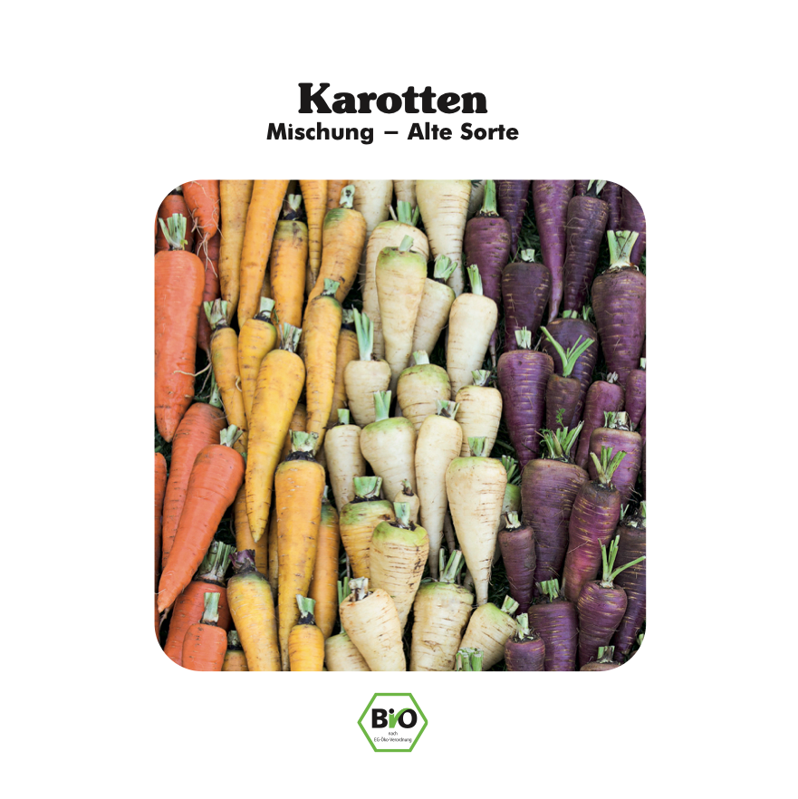 Karottensamen 'Karotten Senior F1 Hybrid' – Flakkee-Typ, Orangefarben, Ertragreich, 2 G
