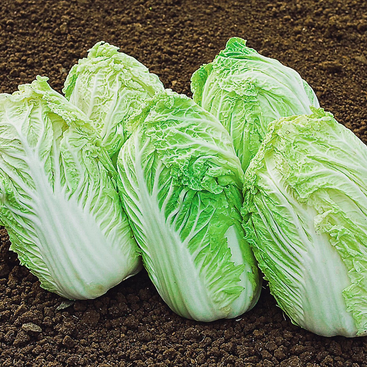 Atsuko (Brassica rapa ssp. pekinensis) Samen