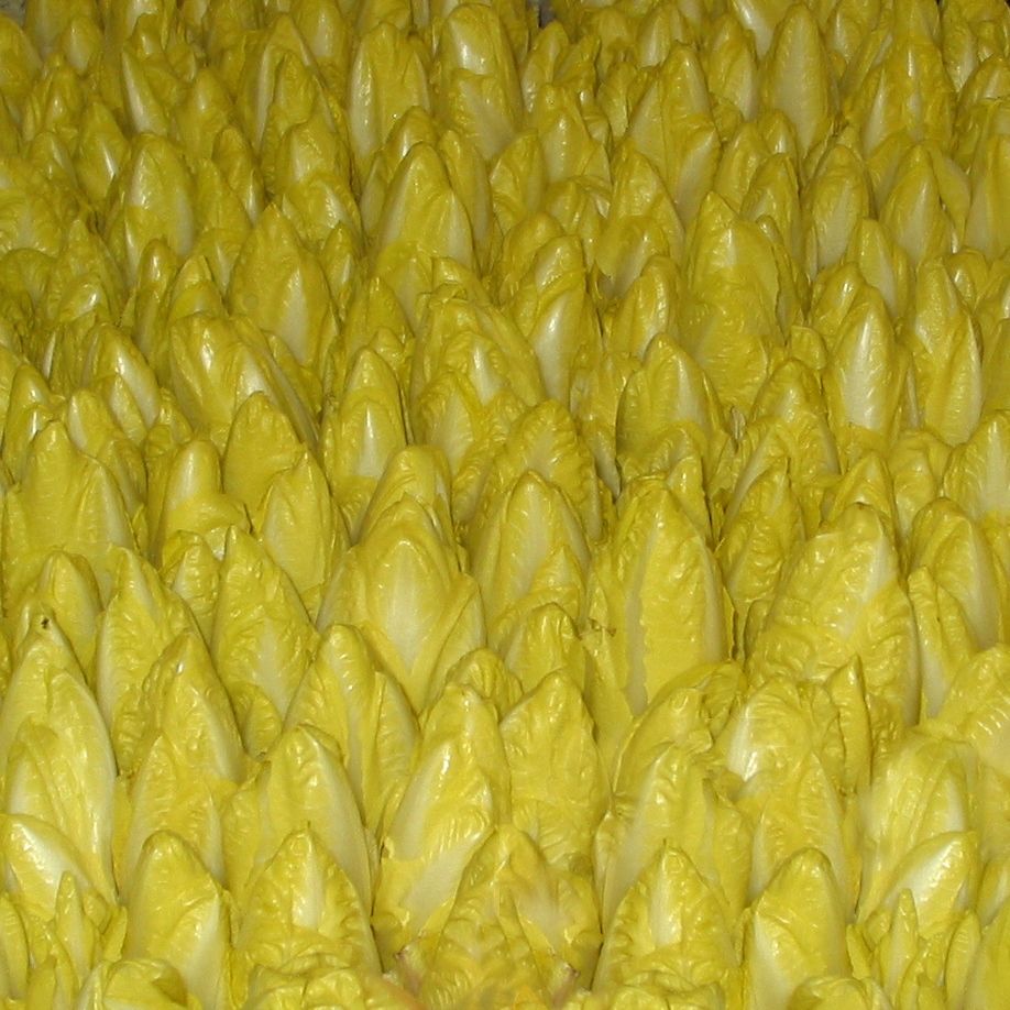 Etardo (Cichorium intybus) Samen