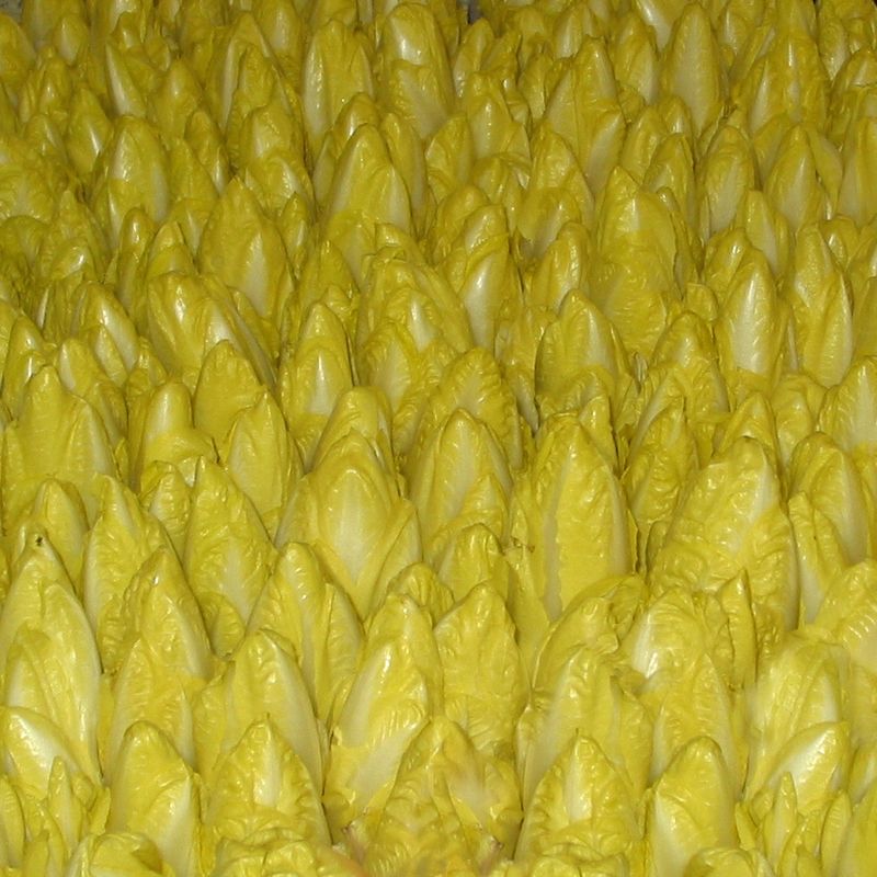 Chicoréesamen kaufen Treibzichorien