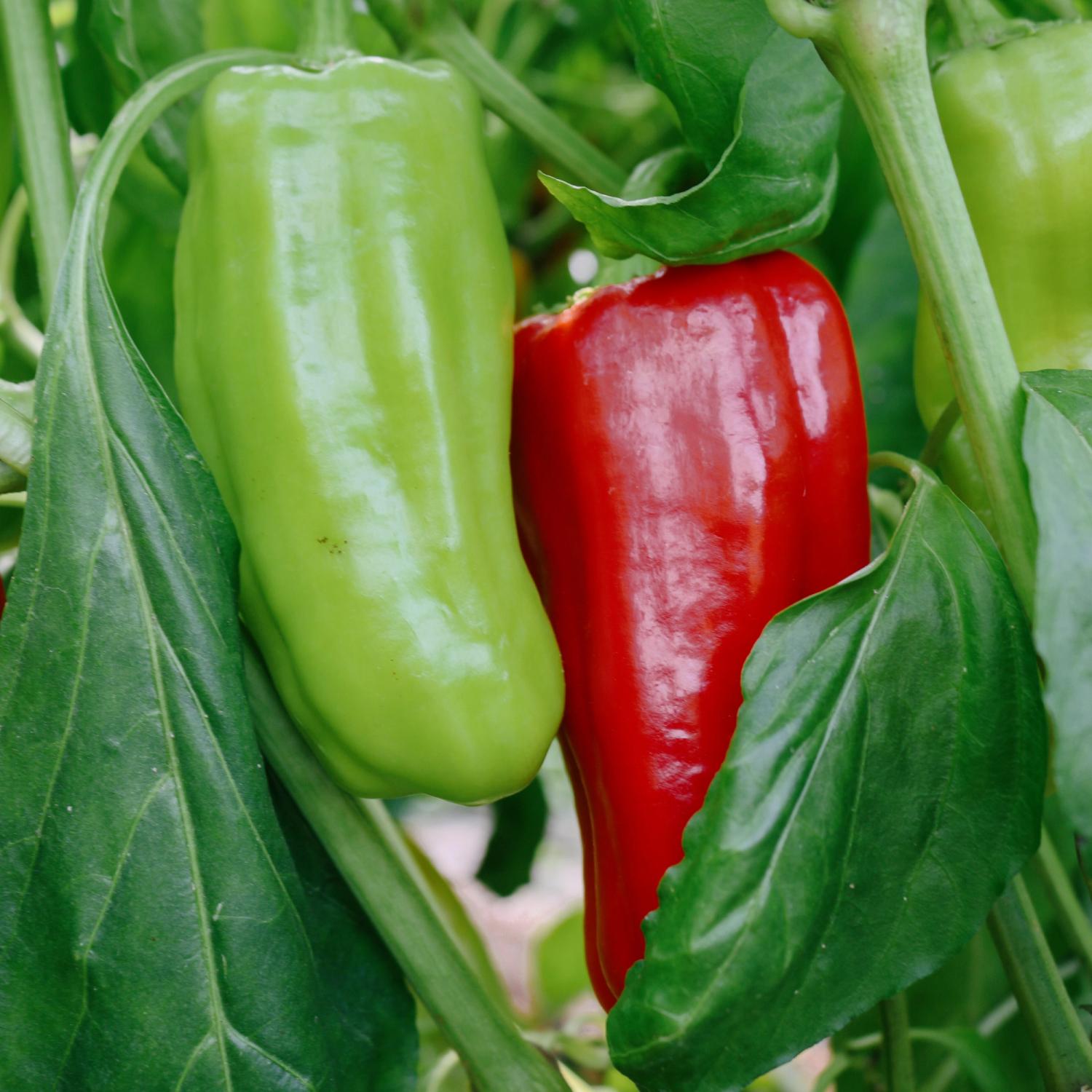 Goccia D'Oro (Capsicum annuum) Samen