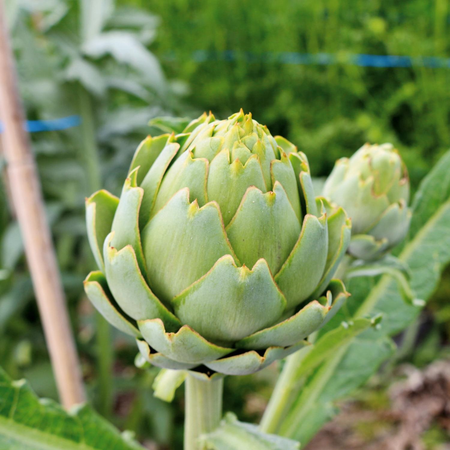 Green Globe (Cynara scolymus) Samen