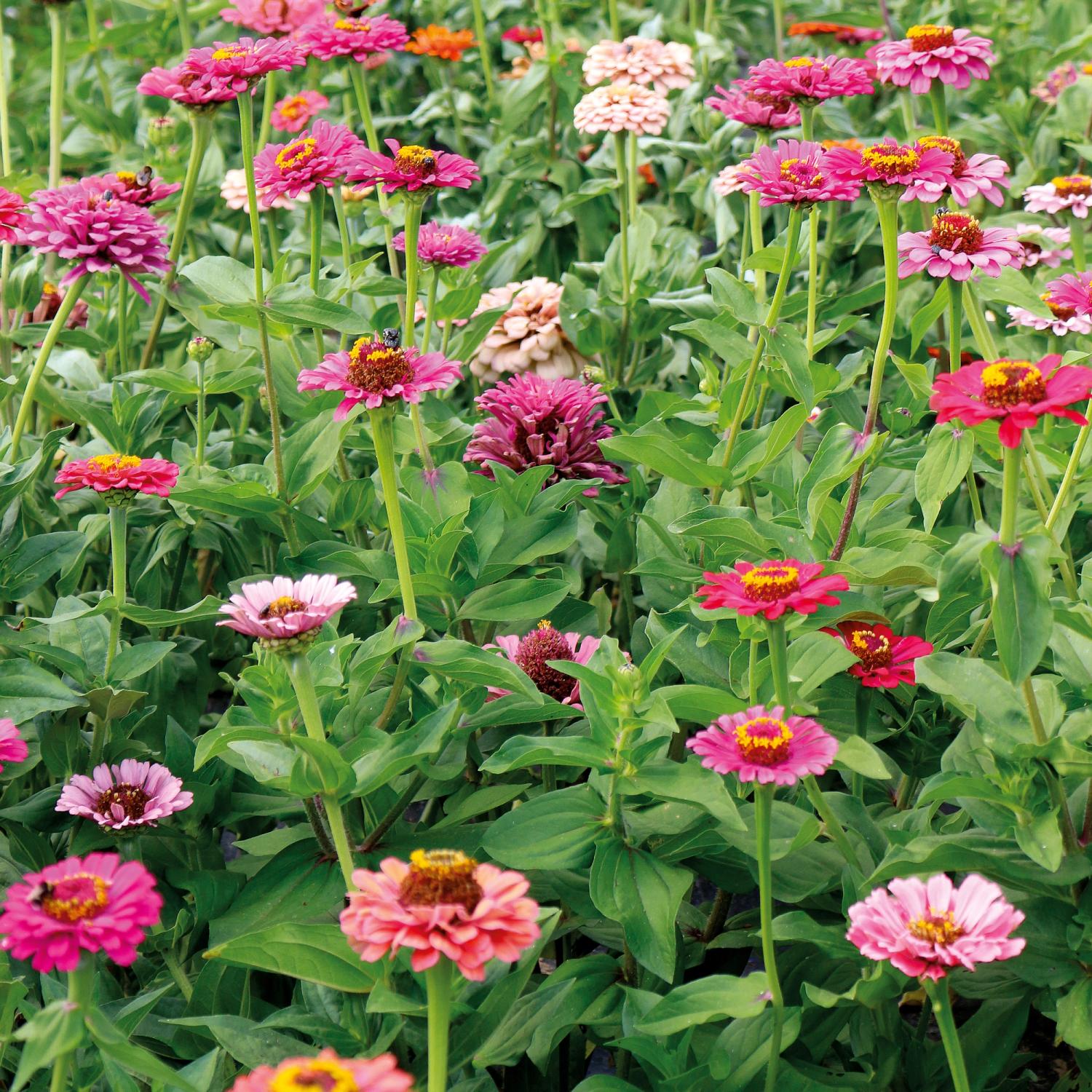 Zinnien, hohe Prachtmischung (Zinnia elegans) Samen