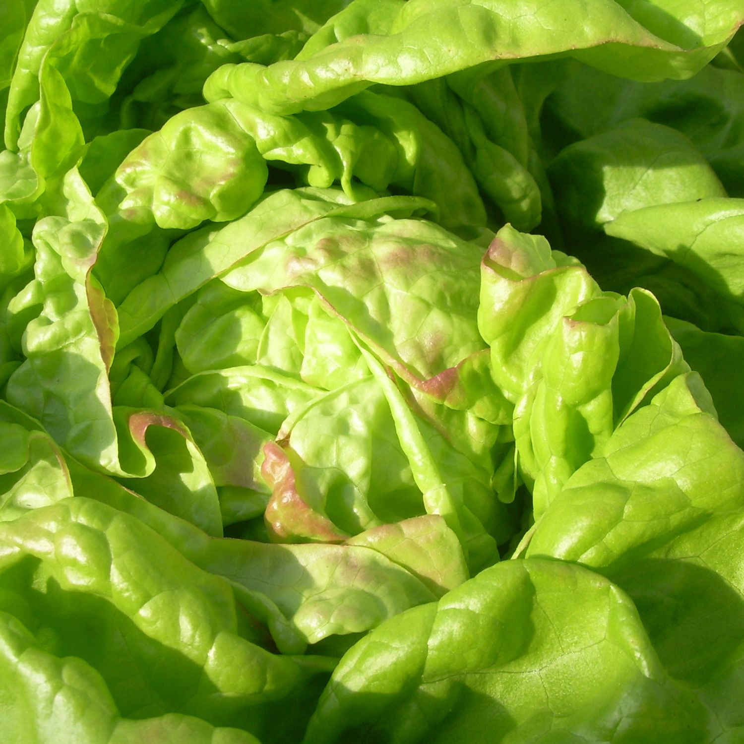 Chez-Le-Bart (Lactuca sativa) Samen