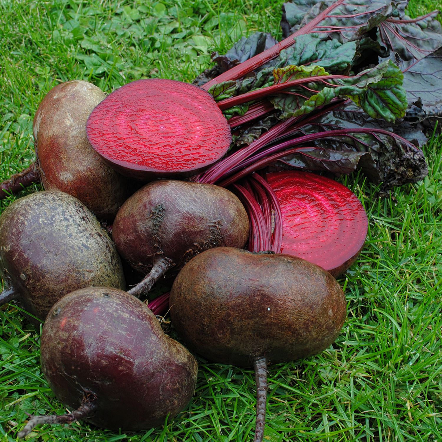 Ägyptische Plattrunde (Beta vulgaris conditiva) Samen