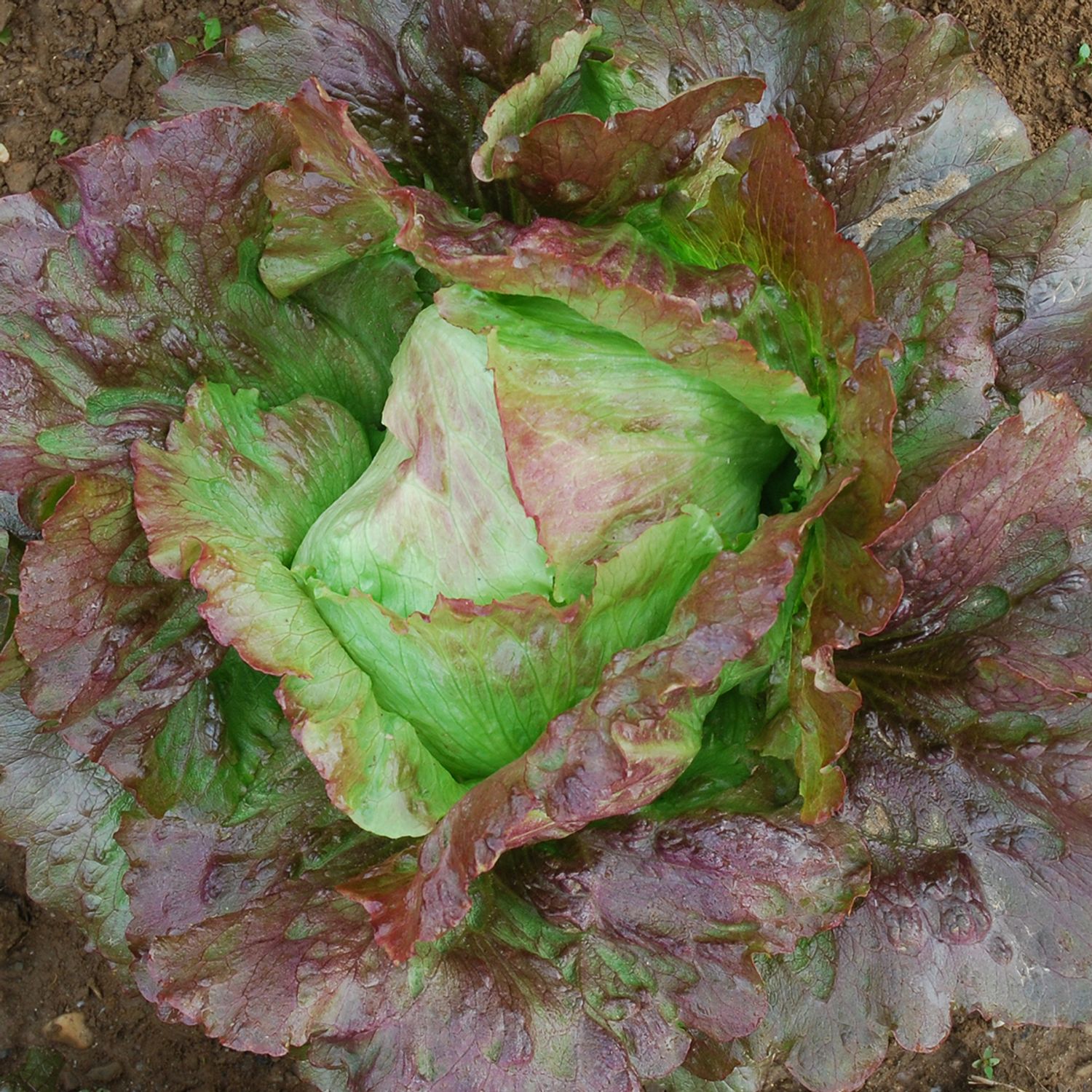 Diavoletta (Lactuca sativa) Samen