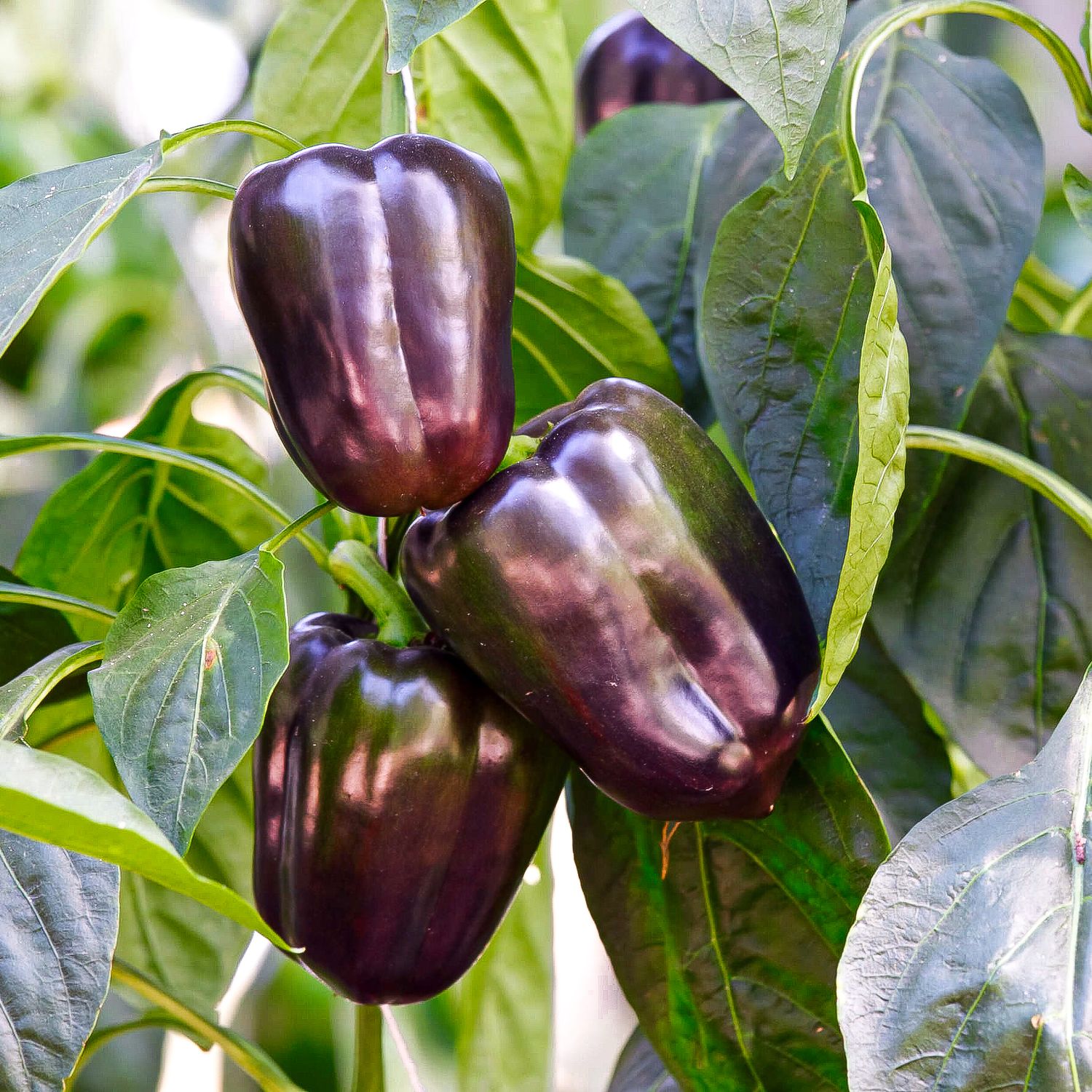 Violetta (Capsicum annuum) Samen